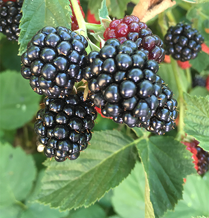 A clump of mulberries hanging from a tree.