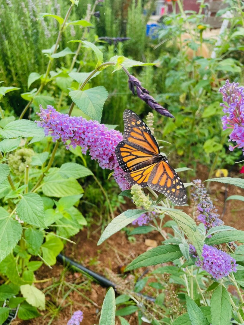 Flowers-w-Monarch Butterfly