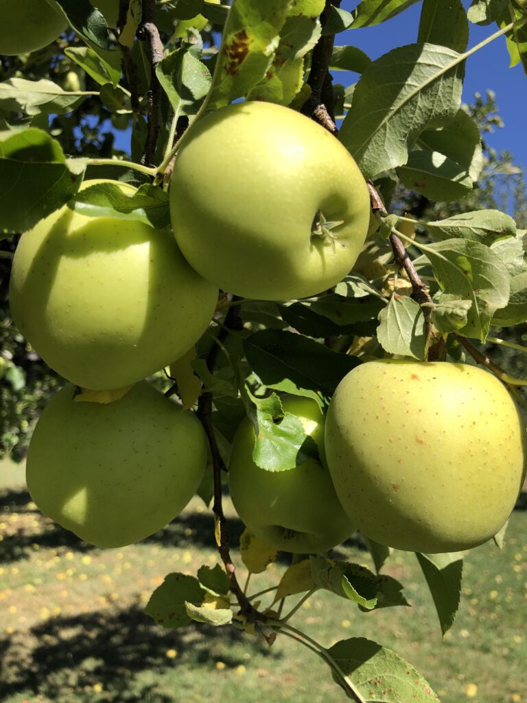 GoldenDelicous-ReadytoPick