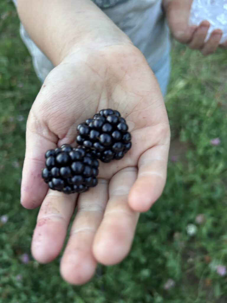 berry in hand